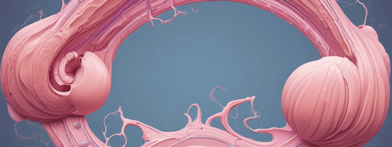 Uterus Structure and Development