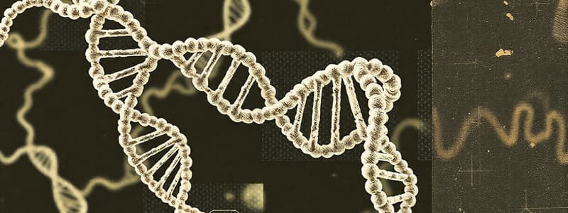 DNA Replication Overview and Steps