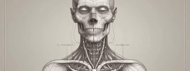 Human Anatomy of the Face and Neck