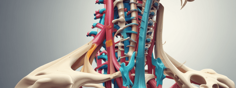 Ligamentos de la Columna Vertebral