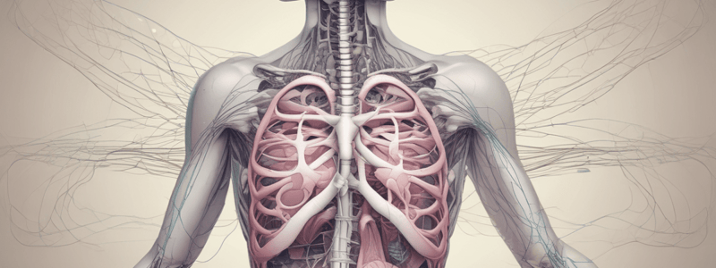 Respiratory System Primary Functions