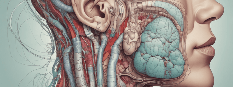 Respiratory System Anatomy Quiz