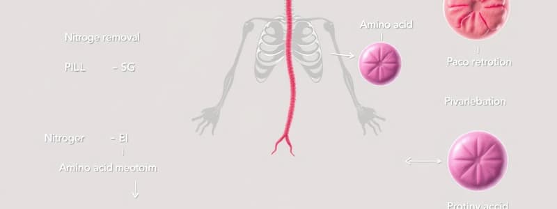 Protein Metabolism Lesson 2: Removal of Nitrogen