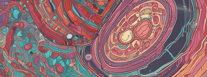 Mitochondrial Protein Transport