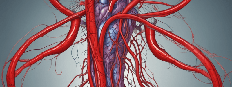 Types of Blood Vessels in the Human Circulatory System