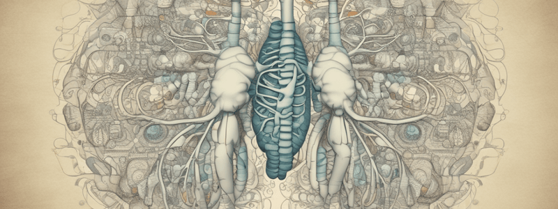 Respiratory System Terminology