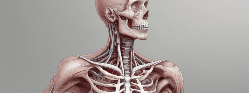 Femoral Triangle Anatomy