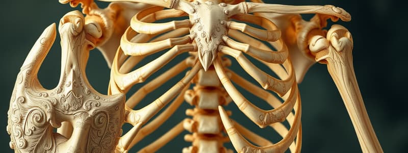 Osseous Tissue and Skeletal System