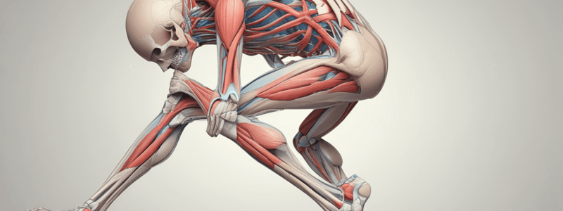 The Knee Joint and its Components