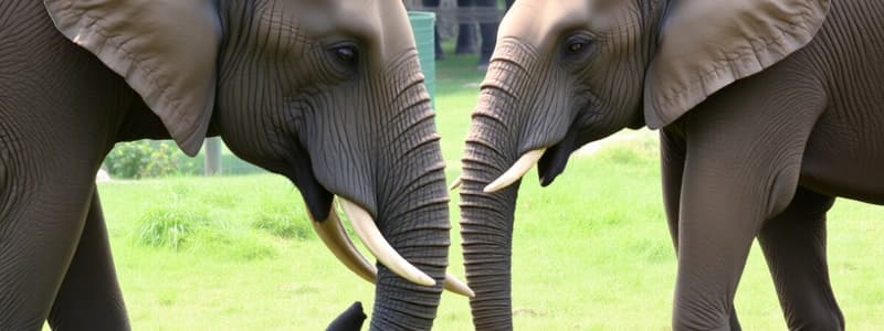 Elephants' Unique Communication Study