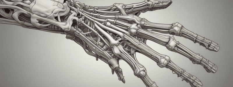 Hand Bones and Flexor Retinaculum