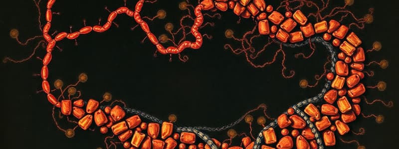 Oxidatieve Fosforylering in Mitochondriën