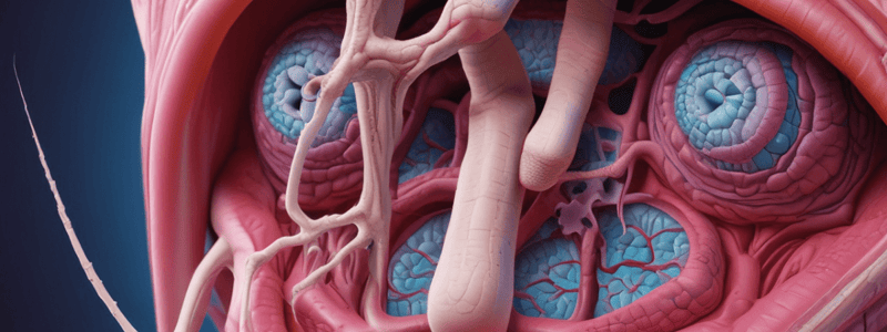 Respiratory System: Nose and Nasal Cavity