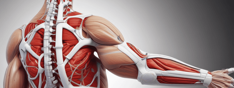 Rotator Cuff Muscles and Functions