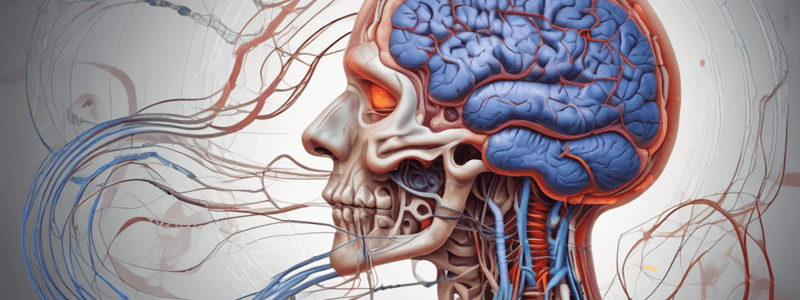 Neurotransmitters and Synthesis