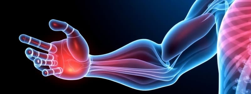 Muscle Contraction Mechanisms Overview