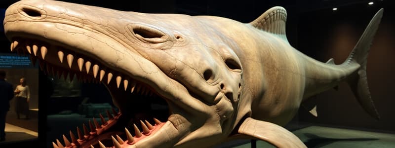 Megalodon Size and Extinction Quiz