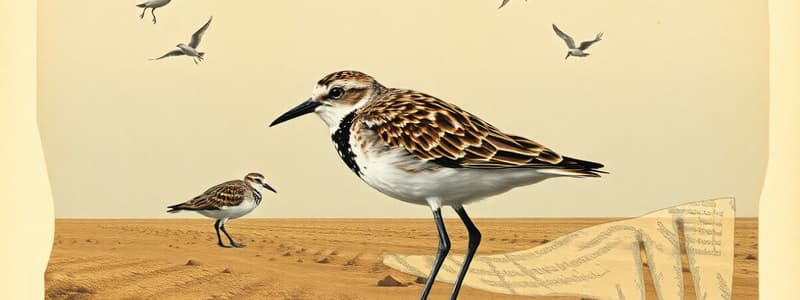 Golden Plover Identification Quiz