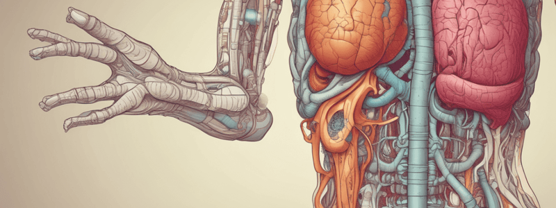 Anatomia dell'Apparato Digerente