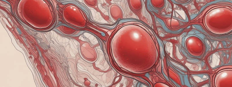 Erythropoiesis Regulation and RBC Destruction