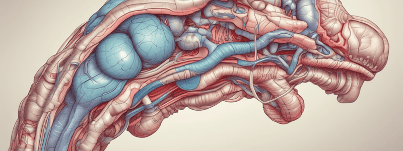 Anatomy of Thyroid Gland