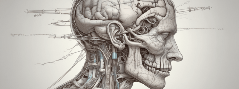 Brain Structure and Function Quiz