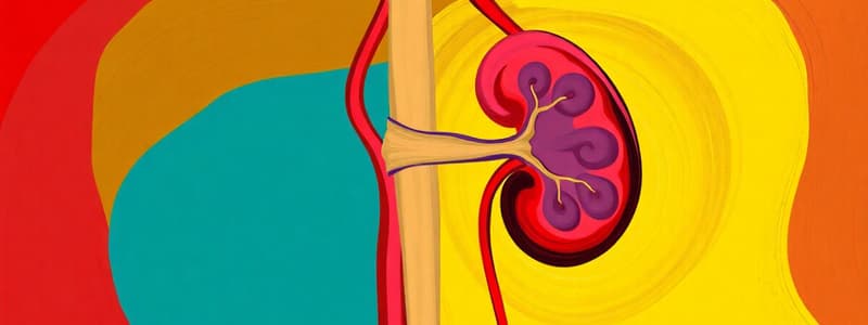 Urinary System: Key Structures and Functions