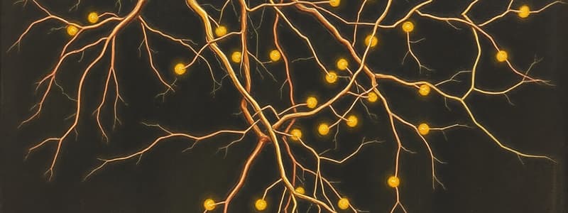 Nervous System Neurones Quiz