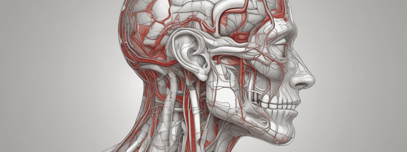 Blood Supply of the Brain