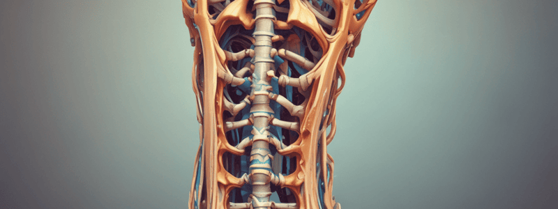 The Vertebral Column: Structure and Function