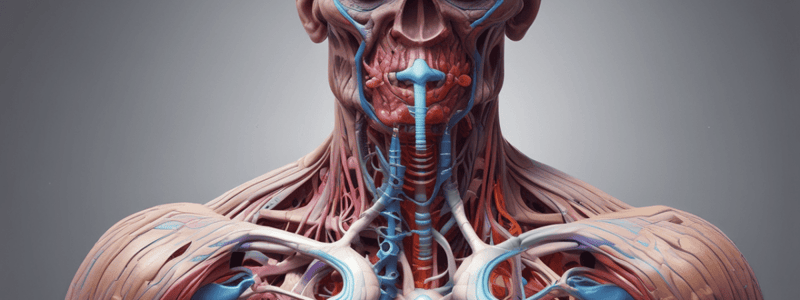 Anatomy: Neck and Trunk Structures