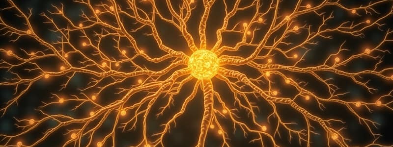 The Human Nervous System Quiz