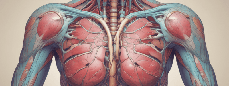 Thoracic Outlet Syndrome Anatomy