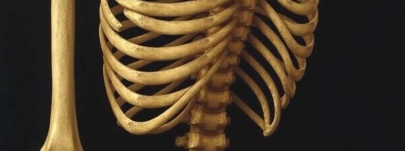 Axial Skeleton Overview