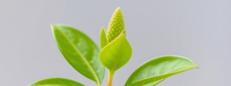 Les tropismes chez les plantes