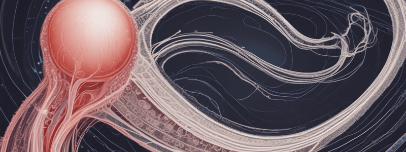 Seminiferous Tubules and Spermatogenesis Quiz