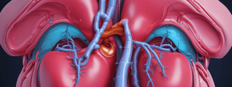 Urogenital Apparatus Quiz