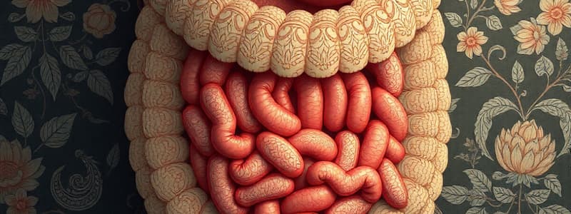 Zoology Digestive Systems Overview