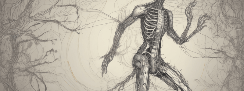 Thoracic Nerves (Small Animal) Quiz