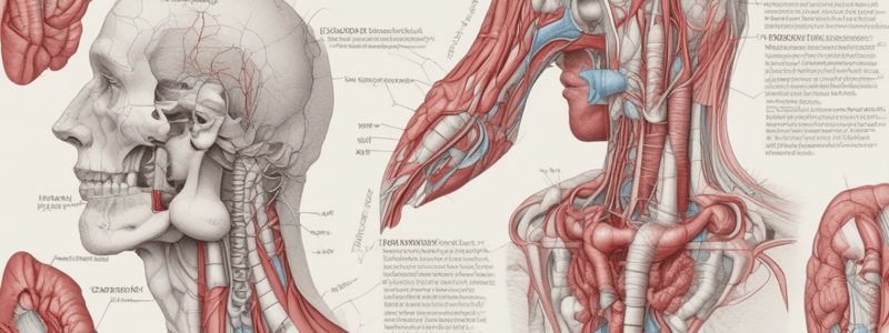 Anatomie du Triangle des Carotides