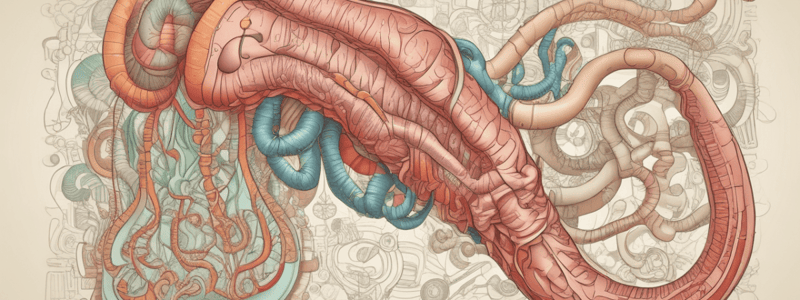 Gastrointestinal System Overview