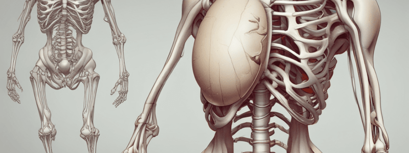 Anatomy of the Pelvis