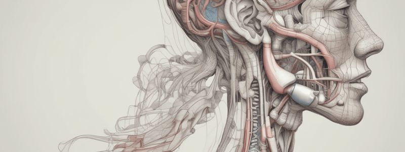 Respiratory System Anatomy: Nose and Pharynx