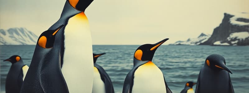 Kaiserpinguine – Majestäten im Eis