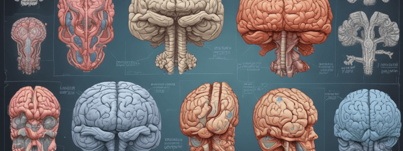 Neuroanatomy Structures Quiz