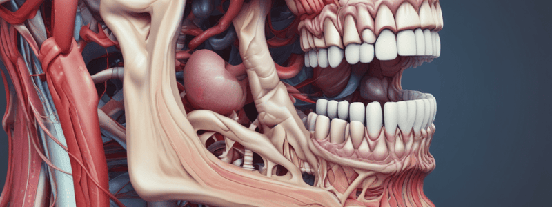 Anatomy of the Oral Cavity and Pharynx