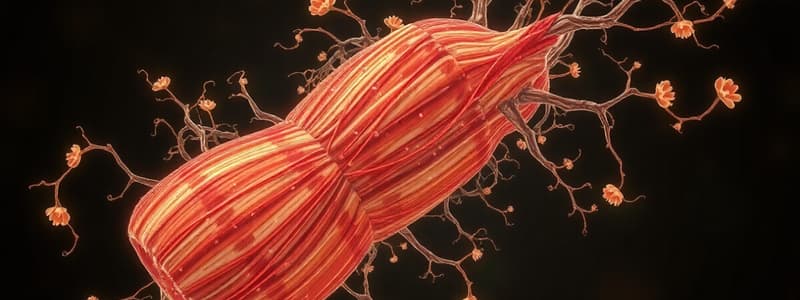 Skeletal Muscle Structure and Function