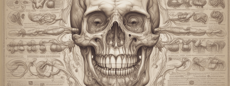 Mastication and Digestion Process