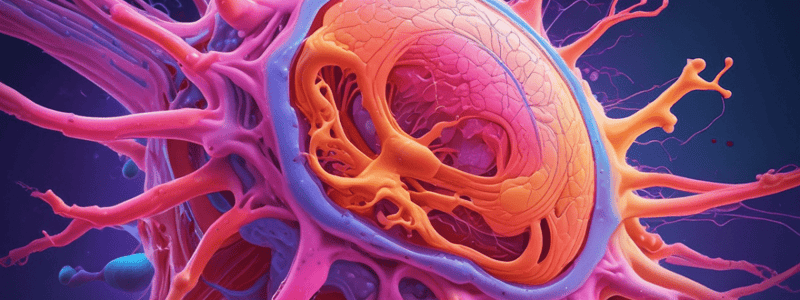 Embryonic Connective Tissue and Mesenchyme Quiz