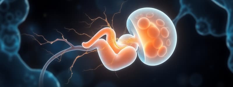 Embryonic Development of the Nervous System